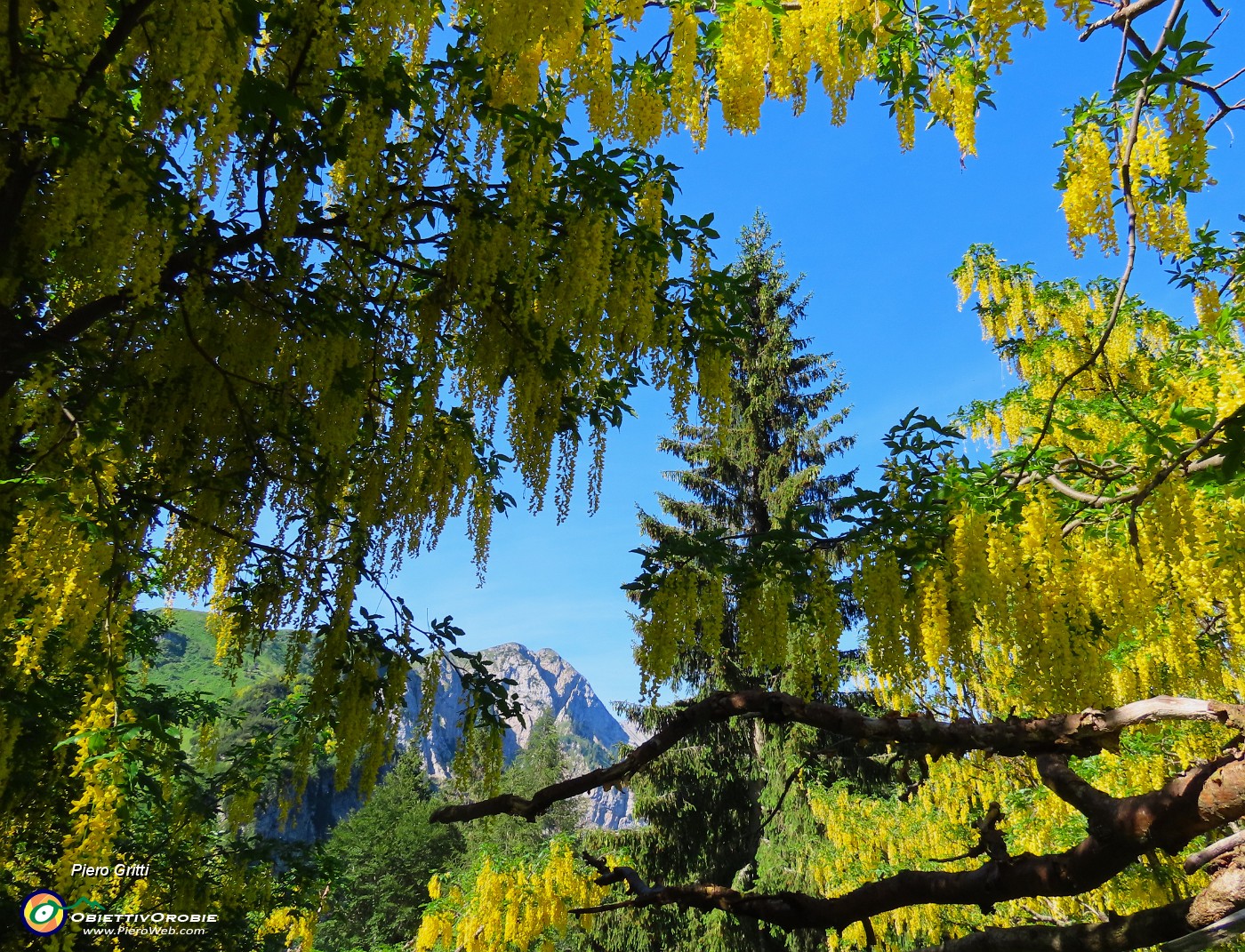 18 Laburnum alpinum (Maggiociondolo) con finestrella verso il Menna.JPG
